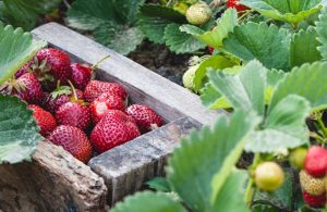 Bio-Vegane Erdbeeren
