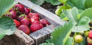 Bio-Vegane Erdbeeren