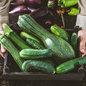 Bio-Veganer Zucchini der PfalzBio