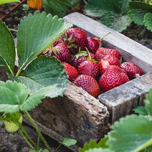 Bio-Vegane Erdbeeren der PfalzBio
