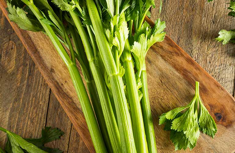 Staudensellerie | PfalzBio